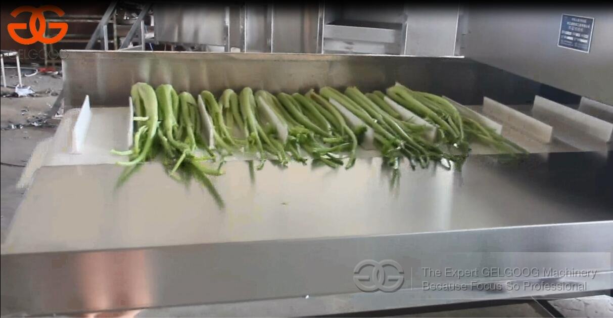 Celery Cutting Machine Video 
