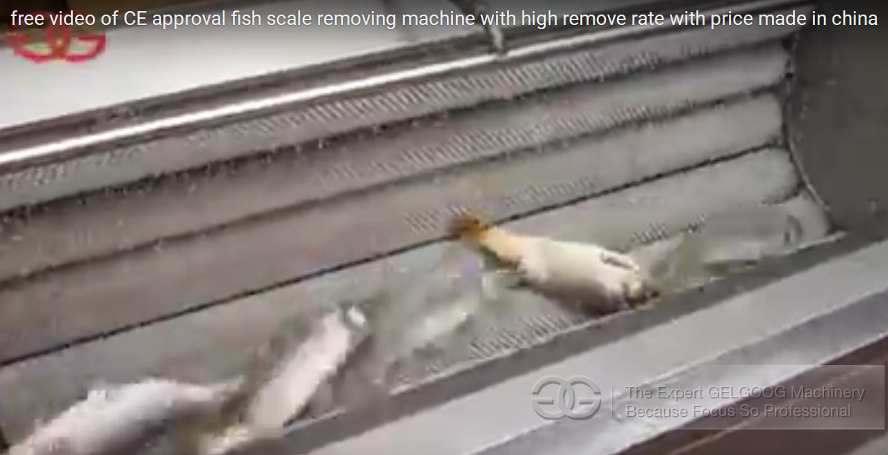 CE Approval Fish Scale Removeing Machine Video