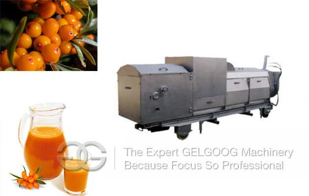 Fructus Hippophae Fruit Juice Screw Press Machine|Sea Buckthorn Juice Press Machine